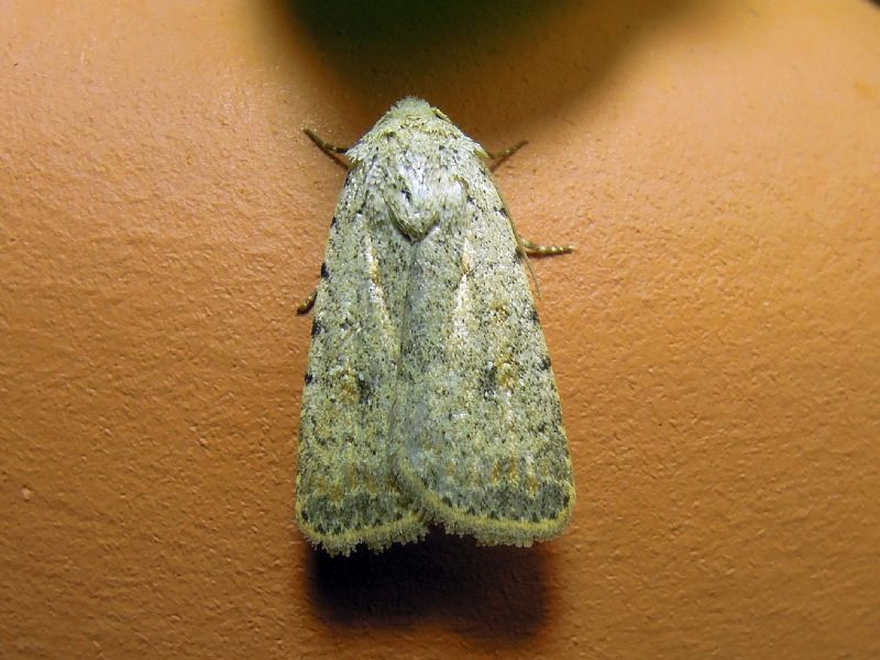Caradrina sp.